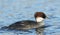 A stunning female Smew Mergus albellus swimming in a lake. It has been diving down into the water to catch fish to eat.