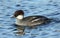 A stunning female Smew Mergus albellus swimming in a lake. It has been diving down into the water to catch fish to eat.