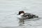 A stunning female Smew swimming on a lake on a cold winters day. It has been diving down into the water to catch fish to eat.