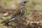 A stunning Fieldfare Turdus pilaris perched on a small dirt mound on the ground. It has been hunting for earthworms to eat.