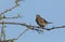 A stunning Fieldfare Turdus pilaris perching on a branch of a tree.