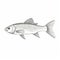 Stunning Fish Drawing On White Background With Silver And White Style