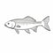 Stunning Fish Illustration: Silver Fish In Fisheye Lens Style