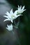 Stunning Flannel Flower native to Australia