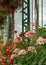 Stunning floral displays in the Geranium Gallery at the The Royal Greenhouses at Laeken, Brussels Belgium.