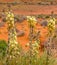 Stunning flower Yucca glauca blooms in Monument Valley