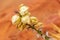 Stunning flower Yucca glauca blooms in Monument Valley