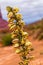 Stunning flower Yucca glauca blooms in Monument Valley