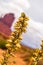 Stunning flower Yucca glauca blooms in Monument Valley