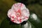 A stunning flowering Camellia plant growing in a garden in spring.