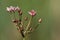 A stunning Flowering Rush Butomus umbellatus growing at the edge of a pond.