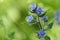 A stunning flowering wildflower Pentaglottis sempervirens , green alkanet, evergreen bugloss, or alkanet.