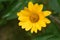 Stunning Flowering Yellow False Sunflower in a Garden