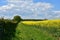 Stunning Flowering Yellow Rape Seed Field in England