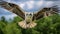 Stunning Flying Osprey Over Trees: A Naturalistic Portrait In Colorized Style