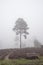 Stunning foggy forest late Summer landscape image with glowing mist in distance among lovely dense woodland