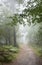 Stunning foggy forest late Summer landscape image with glowing mist in distance among lovely dense woodland