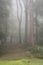 Stunning foggy forest late Summer landscape image with glowing mist in distance among lovely dense woodland