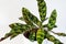 Stunning foliage of a calathea lanciifolia rattlesnake planton a white background.