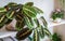 Stunning foliage of a maranta leuconeura var. erythroneura fascinator tricolor on a shelf.