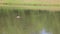 Stunning footage of a Canadian geese swimming on a rippling green lake surrounded by lush green trees, grass and plants