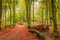 Stunning forest with leafy road in the autumn, Poland