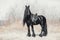 Stunning friesian stallion horse in spring forest