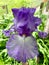 Stunning fully blooming purple iris flower