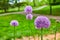 Stunning Giant Allium purple flowers in bloom atop tall green stalks with blurred park background