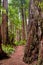 Stunning giant ancient Redwood trees line hiking path in California