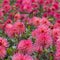 Stunning giant Josudi Mercury dahlias, photographed in a garden near St Albans, Hertfordshire, UK in late summer on a cloudy day.