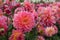 Stunning giant Kens Rarity dahlias, photographed in a garden near St Albans, Hertfordshire, UK in late summer on a cloudy day.