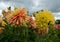 Stunning giant Mabel Ann dahlias, photographed in a garden near St Albans, Hertfordshire, UK in late summer on a cloudy day.