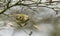 A stunning Goldcrest bird Regulus regulus perched on a branch searching for insects to eat.