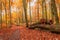 Stunning golden forest in autumn in Poland