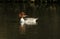 A stunning Goosander Mergus merganser swimming in a fast flowing river. It has been diving down into the water to catch fish.