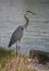 Stunning Great Blue Heron on the River Banks