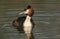 A stunning Great crested Grebe Podiceps cristatus swimming on a river.