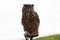 A stunning Great horned owl
