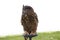 A stunning Great horned owl looking away