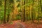 Stunning green and brown forest in the autumn, Poland