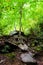 Stunning Green Tree with its roots exposed coming down a mountain in South Carolina