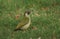 A stunning Green Woodpecker, Picus viridis, searching for insects to eat in the grass in a field.