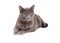 Stunning Grey Domestic Shorthair Cat Laying