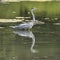 Stunning Grey Heron Ardea Cinerea hunting food whilst wading in river during hot Summer