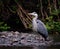 Stunning grey heron perched on a rocky cliff with a view of the River Cynon