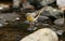 A stunning Grey Wagtail, Motacilla cinerea, standing on a rock in the middle of a river hunting around for insects to eat.