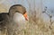 A stunning Greylag Goose Anser anser feeding on the bank of a lake.