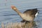 A stunning Greylag Goose Anser anser standing in a lake with its beak open and tongue showing and its neck stretched out.