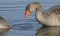 A stunning Greylag Goose Anser anser swimming and feeding on a lake. A water droplet is dropping from its beak.